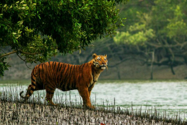 Magical Sundarban